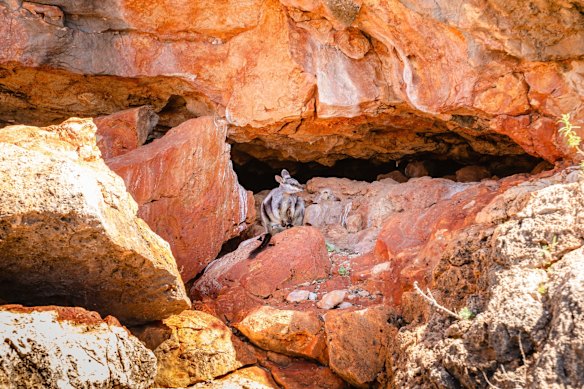 Black-flanked rock wallaby, Yardie Creek.