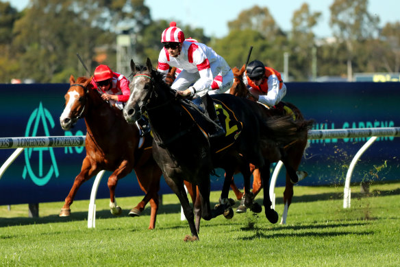 Celestial Legend puts them away nicely at Rosehill.