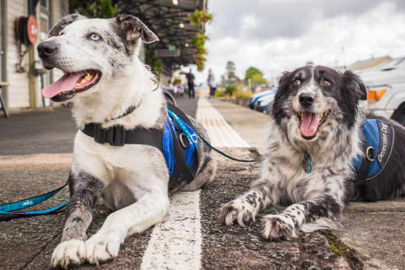 New research has found dogs appear to be better than cats for helping their owners deal with the mental effects of lockdowns.