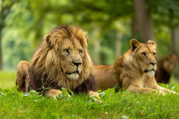 Lions were the first residents.