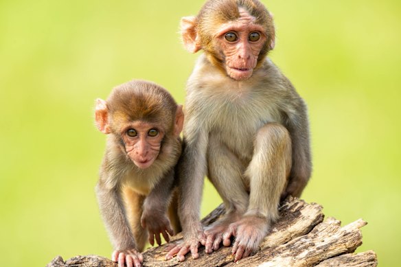 The rhesus macaques are notorious for vandalising the cars that pass through. It’s funny … until it happens to you.