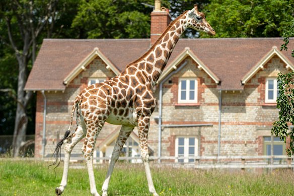 A giraffe on the grounds.