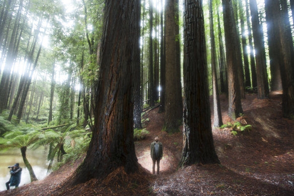 Where is this forest located?