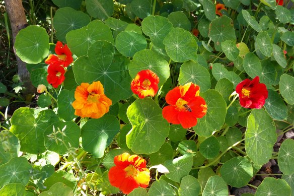 Nasturtiums are beautiful and delicious.