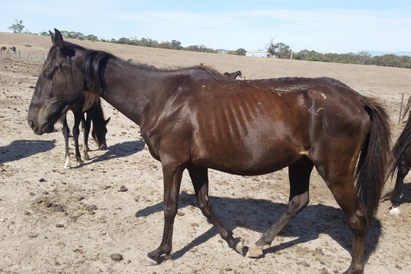 Images of some of the horses found at Christine Weisheit’s property by RSPCA Victoria’s Inspectorate.
