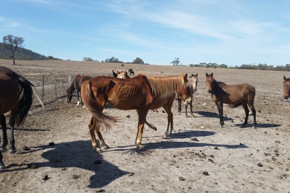 Images of some of the horses found at Christine Weisheit’s property by RSPCA Victoria’s Inspectorate.