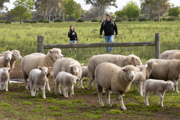 Sheep farmer Ian Kyle with 10-year-old granddaughter Raiven at his Bairnsdale stud, Ashley Park.