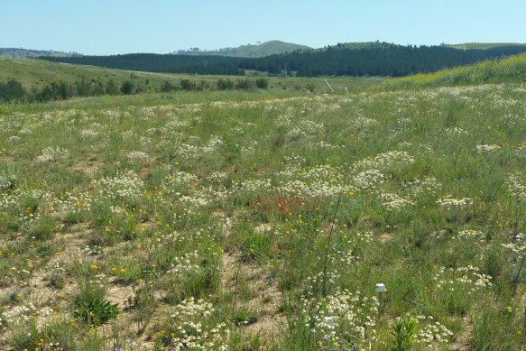 The site planted with native grasses and wildflowers.