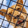 Lion at Monarto Safari Park, South Australia.