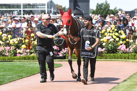 Soulcombe on the way out to the start of the Melbourne Cup.