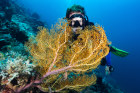 Diving in Raja Ampat