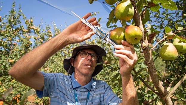 Researcher Ian Goodwin is part of a team that develops new technologies at the Victorian state government’s Tatura SmartFarm.