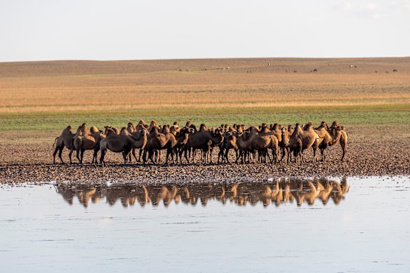 A herd of two-humped camels roam across the grasslands of China’s Inner Mongolia region.