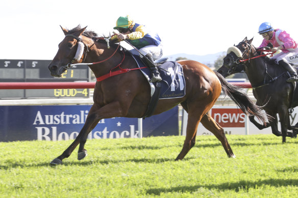Reece Jones has Spiranac in full flight as he wins the Hunter Country Championships Qualifier at Tamworth last year.