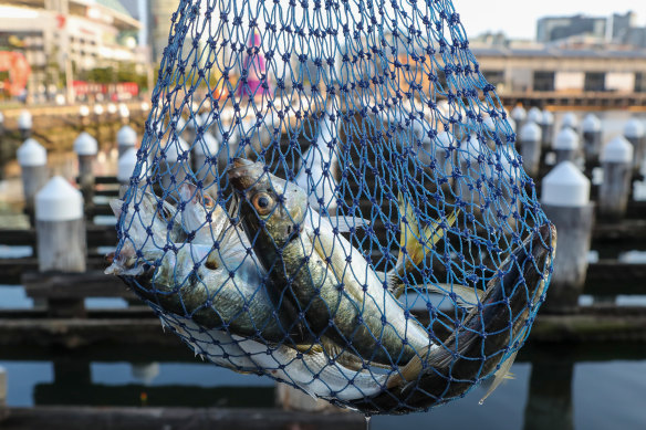 Fisherman Zhi Yuan displays his yellowtail scad catch off the old pier at Docklands at sunset.