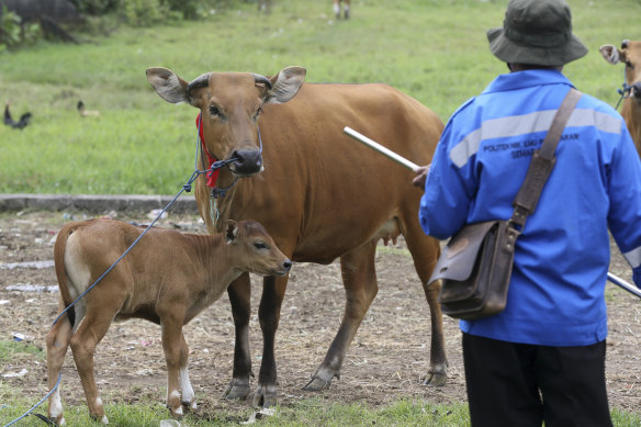 An Indonesian Agriculture Ministry official prepares to use a blowgun to administer a vaccine to a cow  at a farm in Denpasar, Bali, last week.