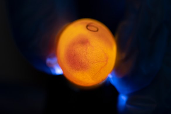 A Manning River turtle egg in incubation at Aussie Ark on February 6.