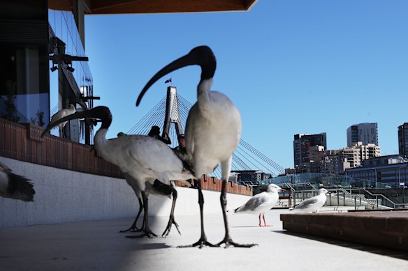 The new fish market has attracted a range of Sydneysiders in large numbers.
