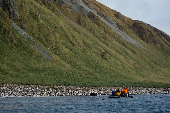 Passing a penguin colony on Macquarie Island.