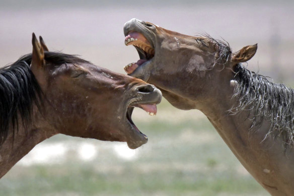 The wild horse population is set to be reduced by two-thirds.