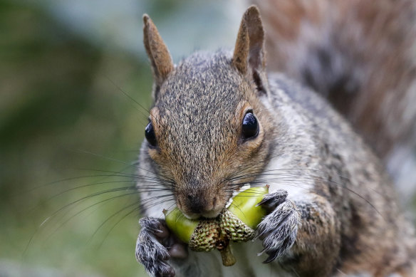 Acorn or eggcorn? It makes no difference to this squirrel.