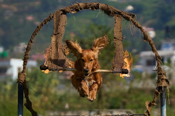 A Nepal’s Armed Police Force dog displays skills at their kennel division during Kukkur Tihar festival in Kathmandu, Nepal.