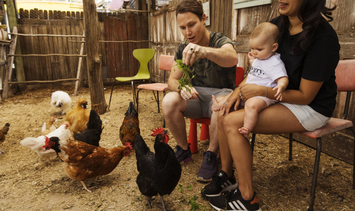 Coronavirus Australia Scramble For Backyard Chooks Follows Egg