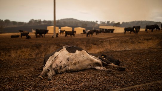 A number of Steve Shipton's cows lay dead after being killed in his paddock during a bushfire in Coolagolite, NSW, Wednesday, January 1, 2020. Several bushfire-ravaged communities in NSW have greeted the new year under immediate threat. (AAP Image/Sean Davey) NO ARCHIVING