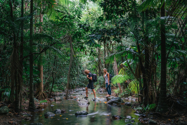 The rainforest almost kisses the Barrier Reef at Cape Tribulation.