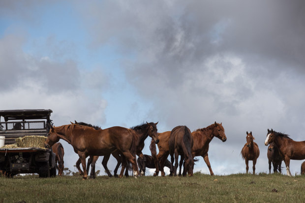 Self-feeding service from the back of a four-wheeler for the rescue horses at Anne Young’s Horse Shepherd Equine Sanctuary in Gordon, Victoria.