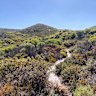 A tapestry of shrubs growing in coastal sandplains near Denmark, in south-west Western Australia.