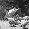 From the Archives, 1972: RAAF flies a survival mission for Cape Barren geese