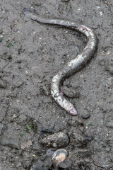 A dead eel near the creekbed. 
