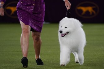 Striker the Samoyed was a crowd favourite with his showy good looks. 