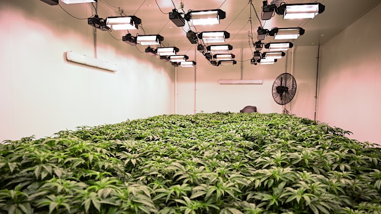 smh.com.au - Michael McGowan - 'It will normalise impaired driving': Trauma surgeons condemn Labor's cannabis changes