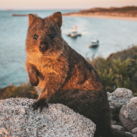 The island's most famous resident – the quokka.