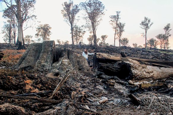 The aftermath of logging in an old-growth forest in East Gippsland in 2016.