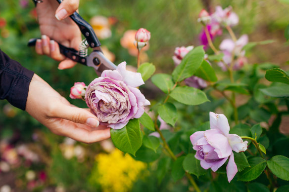 Deadheading flowers encourages energy to be directed towards growing new blooms.