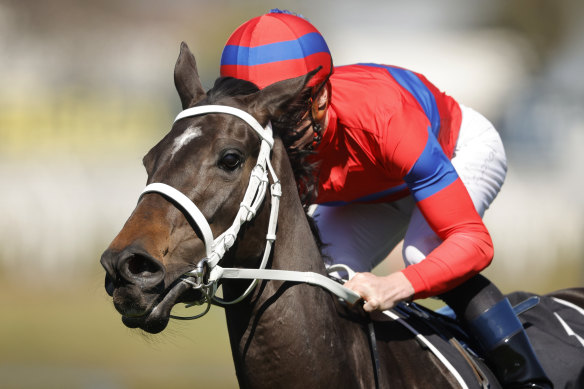 Verry Elleegant can further enhance her standing as the best horse in the country in an intriguing George Main Stakes. 