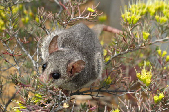 The area is a refuge for the threatened eastern pygmy possum.