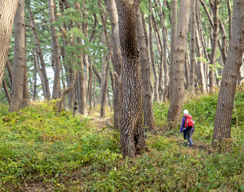 Hiking through the Yodo Pine Grove near Tanesashi Natural Lawn.