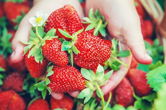 Best eaten fresh, warm and straight from the garden, homegrown strawberries do not compare with those from the supermarket.