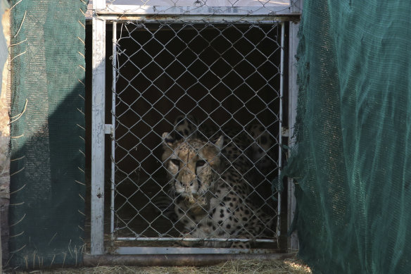 A cheetah lies  inside a transport cage at the Cheetah Conservation Fund in Otjiwarongo, Namibia.