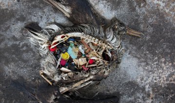 A black footed albatross chick with plastics in its stomach lies dead on Midway Atoll in the Northwestern Hawaiian Islands. Midway sits in the Great Pacific Garbage Patch. 
