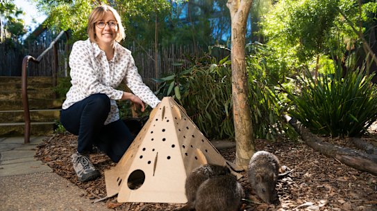 A biodegradable pop-up pod could be key to helping maintain healthy animal populations post-bushfires.