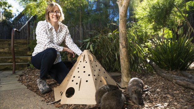 Cardboard ‘rocketships’: How NSW plans to prevent another billion wildlife deaths