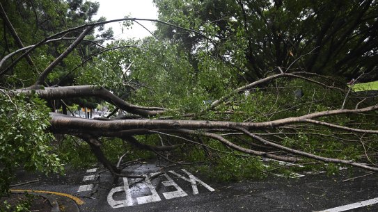 A large tree blocks a road in Brisbane’s CBD after Cyclone Alfred.