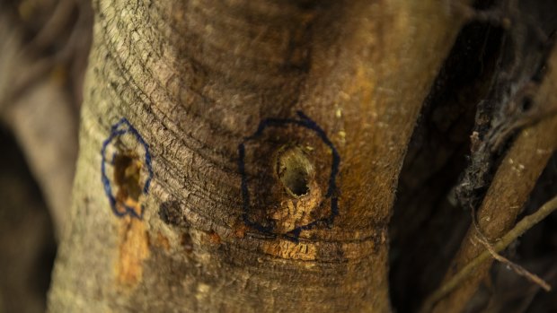 Unknown vandals have drilled multiple holes into a hundred year old fig tree, poisoning it.