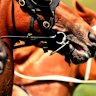 Race-by-race tips and previews for Friday’s Lismore meeting