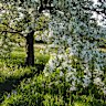 Great Dixter in the UK has become a model for garden biodiversity.